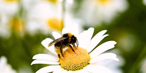 From Hive to Bite: A Honey Tasting & Flight of Bites with Caf\u00e9 Clementine x Noble Nectar Apiaries