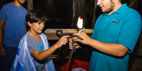 Swamp Flashlight Night
