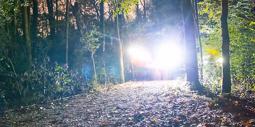 Swamp Flashlight Night