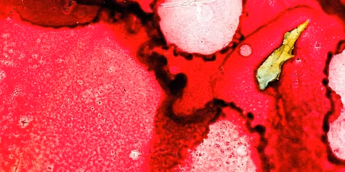 Viktor E. Frankls Leben und Werk (Pionier*innen der Wiener Volksbildung)