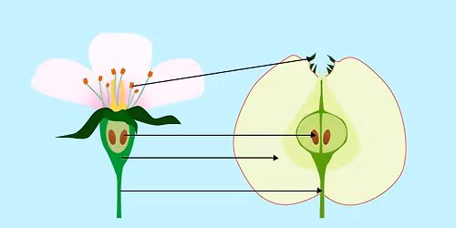 Atelier tandem : de la fleur au fruit (d\u00e8s 8 ans)