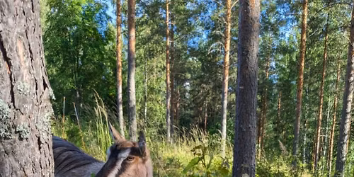 Havukkam\u00e4en satumainen mets\u00e4tehdas