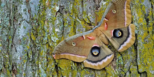 Mothscapes: Dry Terrarium Edition!