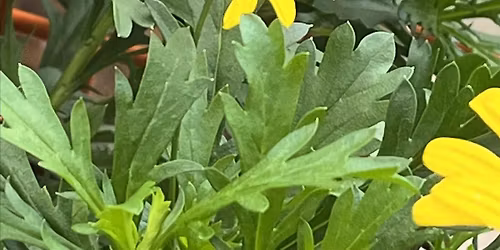 Urban Gardening: Learn, See, Taste