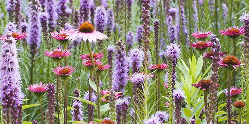 PERENNIAL FEST at Second Chance Plants - Hanover, PA