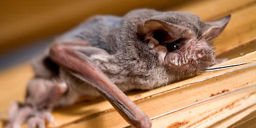 FREE Talk: "Bats of the RGV"