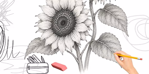 Sunflowers Pencil Drawing Class for Adults and Teens