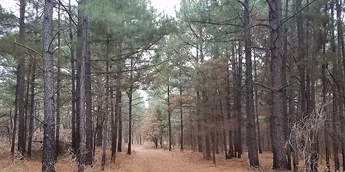 Connecting with Nature: An Intro to Forest Therapy