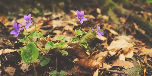 Plant Identification Master Series