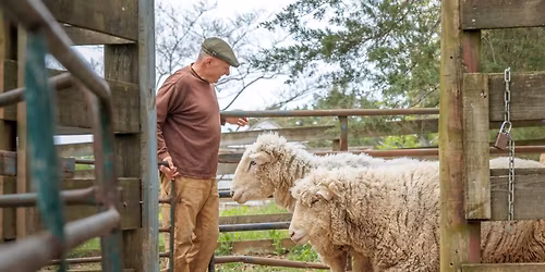 Annual Highland Sheep Shearing