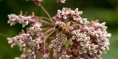 Beal Botanical Garden Tour: Gardening for a Better World