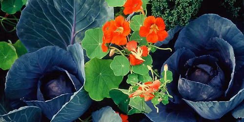 Beredskap, dyrking og helse 