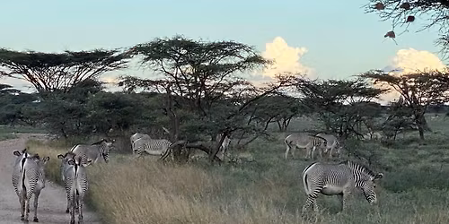 Tanzanian Safari