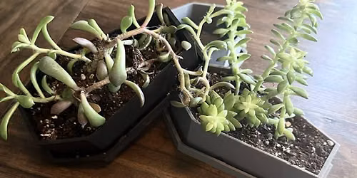 Spooky Terrarium Building