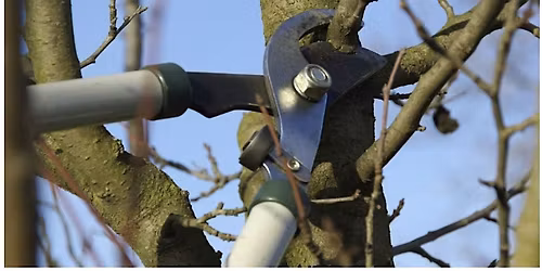 Regenerative Workshops - Pruning & Tree Care