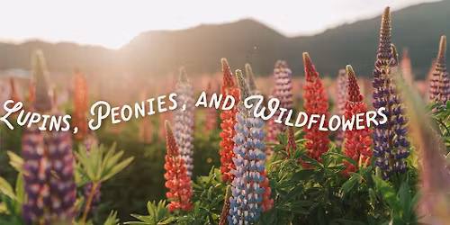 LUPINS SEASON at Lakeland Flowers