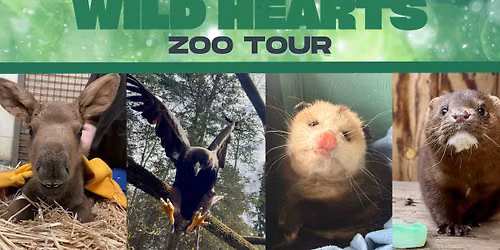 Wild Hearts: Rescue and Rehabilitation Zoo Tour
