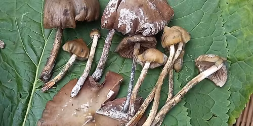 ceremonia de Teonanacatl en Hermosillo 2025