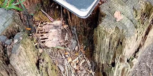 WILD WORDS - From the heart, for the heart