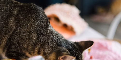 Crochet & Play - Learn to Crochet & Play with Cats