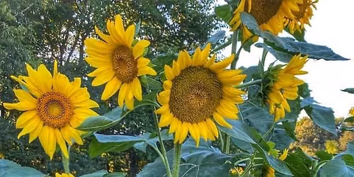 7th Annual Page Valley Sunflower Festival