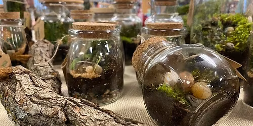 Build Your Own Moss Terrarium