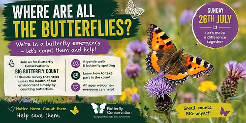 \ud83e\udd8b Where Are All the Butterflies? \ud83e\udd8b