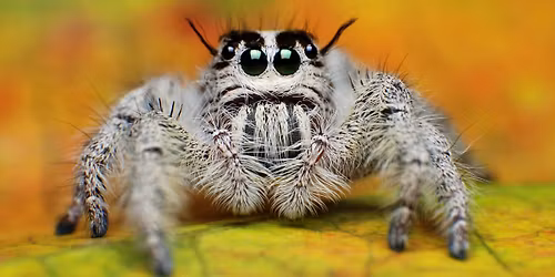 Eight-Legged Encounters