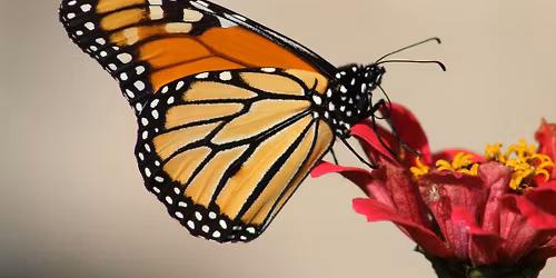 STEAM Lab: Monarch Migration