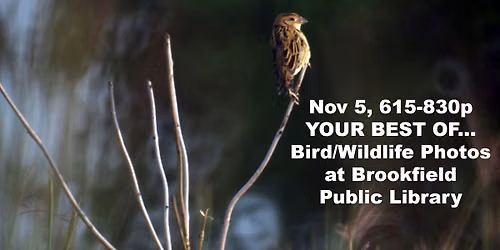 NOV 5: YOUR BEST OF Bird and Wildlife Photography, with Brookfield Public Library