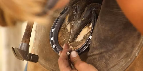 Kim Lacey Equine Limb Biomechanics and Function