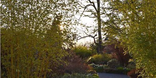 Solstice Evening Shinrin Yoku Walk