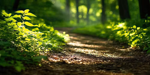 Forest Bathing Walk