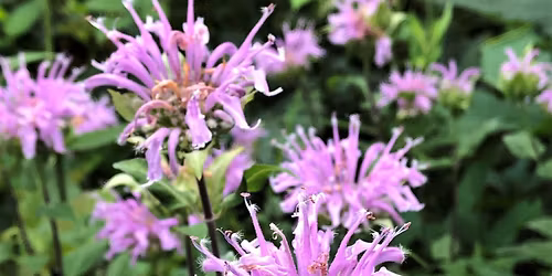 Earth Day Craft @ Sand Ridge Nature Center