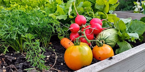 Ready, Set, Grow: Summer Vegetable Gardening [In-Person]