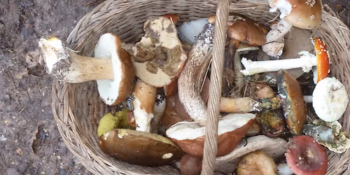 Stage « Identifier les champignons »