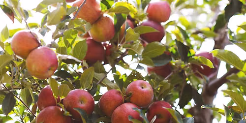 Apples and Asanas: Apple Yoga