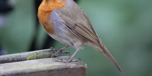 THE BIRDS OF LOUTH with PHIL ESPIN, CHAIR OF LINCOLNSHIRE BIRD CLUB