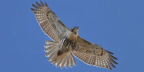 Birding Stroll at the Falls