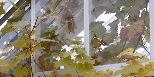 Kurs i druebeskj\u00e6ring p\u00e5 Gartneriet\ud83c\udf47