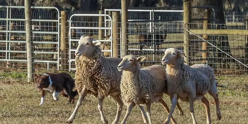 XP RANCH SHEEP\/DUCK CLINIC at Wyanett Creek Farm