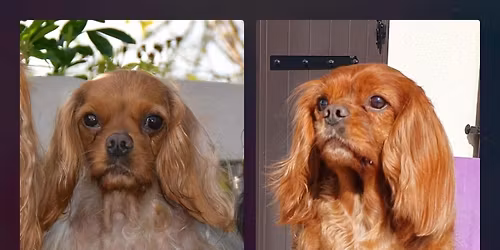 Spa & Soin Ozone ( probl\u00e9matique de peau et poil) par Julia Monod