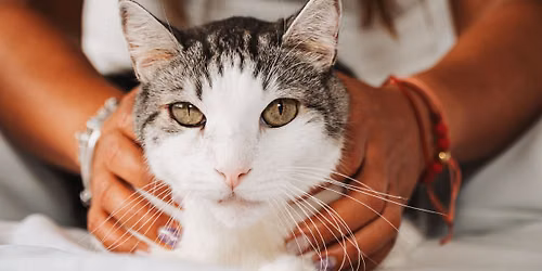 Reiki Level 1 Training with Animal Reiki Integration