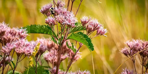 Hopkinton Resilient Land Initiative:  Neighborhood Planting & Block Party
