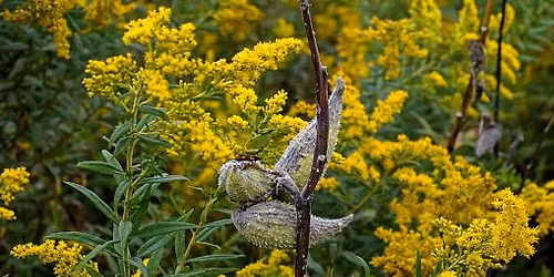 Native Yardening UDIG+UPOT: MILKWEED + E.PRIMROSE