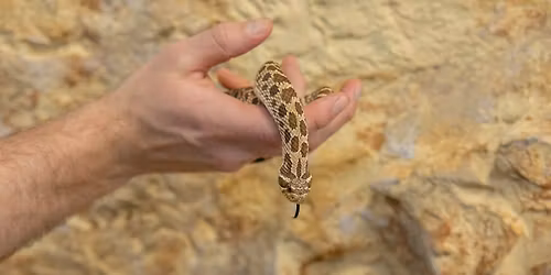 SFZA Conservation Series: World Snake Day
