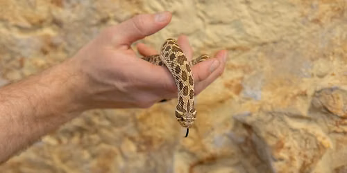 SFZA Conservation Series: World Snake Day