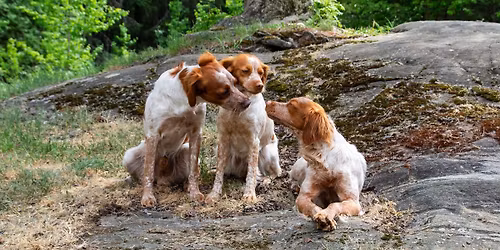 Sosial dag med ringtrening og foredrag