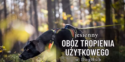 \ud83d\udc3e Jesienny ob\u00f3z tropienia u\u017cytkowego z Ja\u015bniepanem Psem