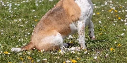 \ud83d\udc15 MONDAY 25th MAY \ud83d\udc15 FUN DOG SHOW \ud83d\udc15 Mill Lane, Yo89lb 
